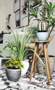 succulent plant decor idea 12