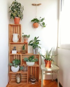 Tropical Indoor Plant Decorating Ideas