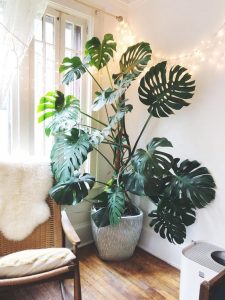 Indoor Plants that don't need sunlight