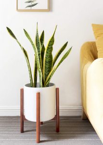 Indoor Plants that don't need sun